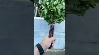 Доставка Березовых Веников на дом! #веник #баня #дача