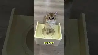 This kitten got sad after his siblings did this... 🐈💔