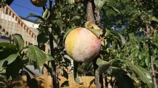 Emerald Beaut Plum Taste Test (10-9-21)