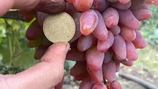 Виноград Юпитер -Дамские Пальчики.