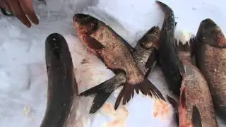 Зимняя рыбалка (Часть 28)