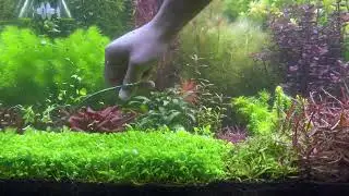 Planted aquarium carpet trimming