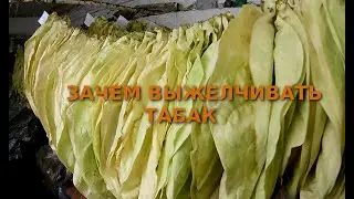 Выжелчевание табака