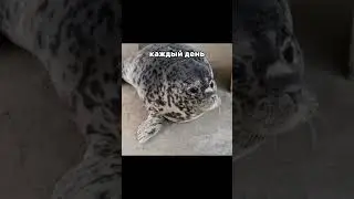 Я тюлень 