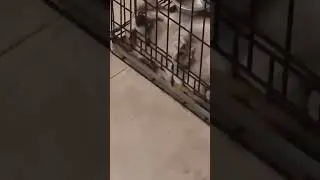 Типичный Аркадий