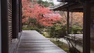 西明寺 - 秋、紅葉 | 京都府京都市右京区