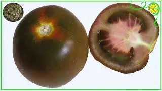 SACAR OBTENER SEMILLAS de TOMATE NEGRO del supermercado
