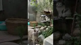 “猫日常”中的精彩集锦（4:03:17 - 4:08:17）