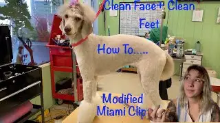 Dog Grooming - Poodle Grooming