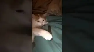 Young Woman Teaches cat how to Vape