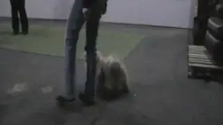 Chacota en Lumi Dogdance Frozenland Freestyle Dogs