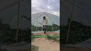 Greenhouse watermelon pest control process