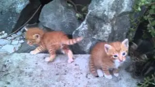 4 котёнка