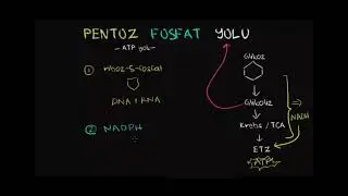 Pentoz Fosfat Yolu (Fen Bilimleri) (Biyoloji)