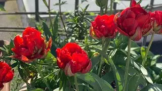 БЕЛКА песенки поёт, да орешки 🌰всё грызе! Хороше го👍💕 Настроения💐! 🐿SquirrelFirecracker. Good mood🥰
