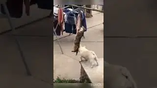Кинг из бек 
