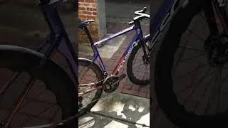 Basso SV
