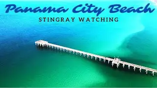 Manta ray watching in Panama City Beach