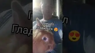 😁 Веня пришёл гладиться вечерком
