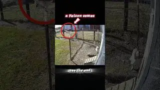 Falcon vs chicken 