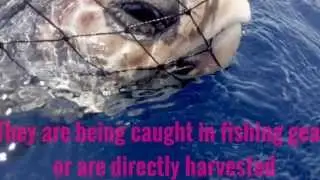 Georgia Protected Species Enrichment Project: Loggerhead Sea Turtle