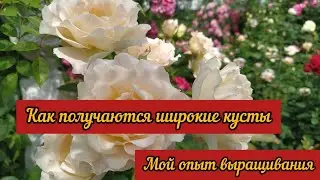 Как получить широкие кусты у роз. Мой опыт выращивания.