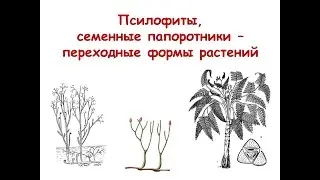 Псилофиты и семенные папоротники - переходные формы растений