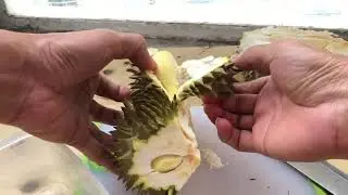 ปลอกทุเรียนยังไง ให้ได้กิน!!