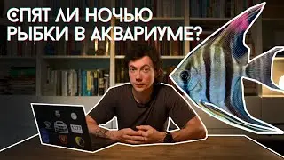 Как и когда спят рыбы в аквариуме? Аквариум ночью. Ночная подсветка аквариума