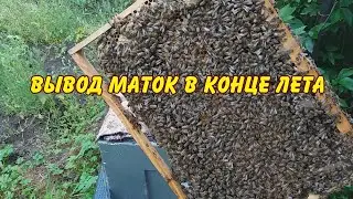 пчеловодство, вывод маток в конце лета, заселяю нуклеус