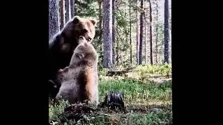 Two big brown bears fight near Russian Border