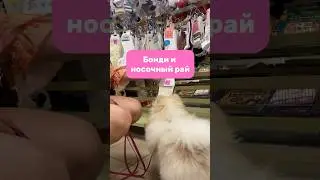 Вместо наказания. Spitzland тг 