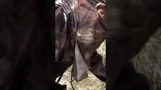 Run and Gun Turkey Hunt on Merriam's