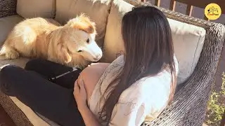 The Moment This Dog Felt A Baby Kick…He Never Left Her Side Again