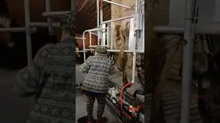 Первая дойка в доильном зале 2х4 с автосьесом и учетом молока.