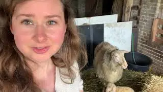 Finally! Marie's lambs are here!