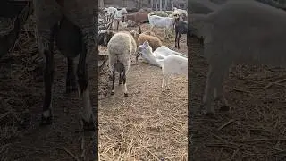 когда жизнь на рахате #прикол