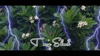 Baarish | Rainy Day Status | Romantic Weather| Adnan Sami