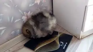 две милые померашечки