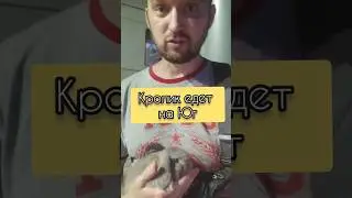 Кролик едет на Юг ☀️