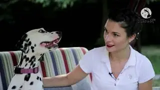Such a breed. Dalmatian