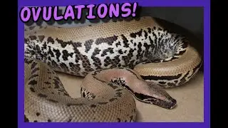 Blood Python Breeding Season Update!