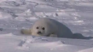 Look at me ! / かまってちゃんなアザラシ
