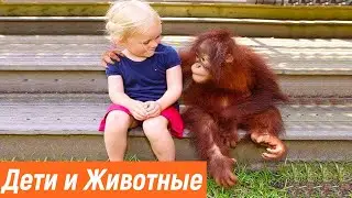 Дети и животные видео приколы | Смешные животные до слез лучшее /Животные в первый раз видят детей