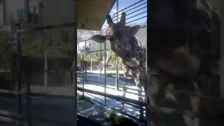 Жираф кушает в тайгане