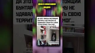 ТикТок мем 
