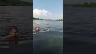 Кот плывет в реке