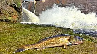 Fishing a HUGE Dam - Multi Species Day