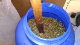 Делаем вино Мускат своими руками I часть| Muscat wine is made with their own hands