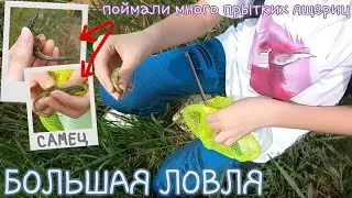 БОЛЬШАЯ ловля / Ловля ящериц